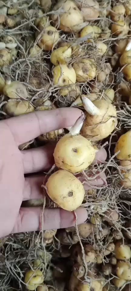 峨边县今年有老板要种黄精联系我，滇黄精，多花甜黄精，姜形黄精都有