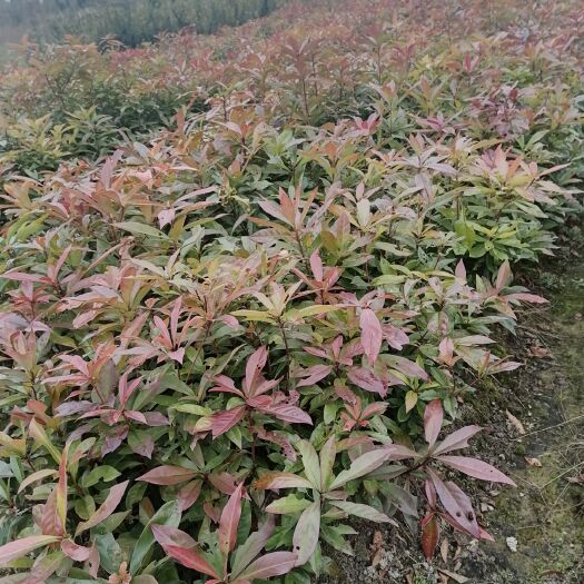 茶花 枫香，木荷，香樟红花继木，檫木