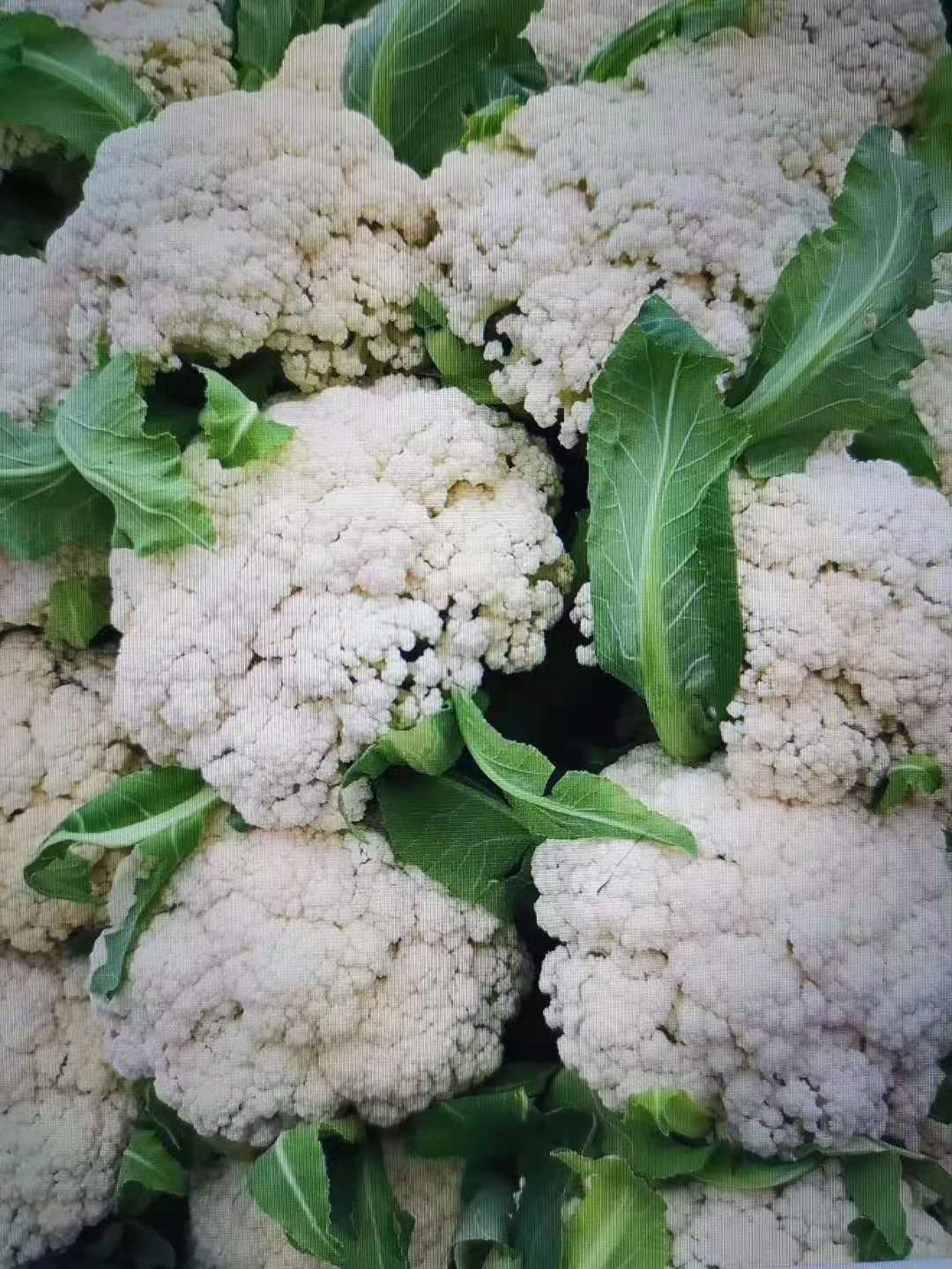 宝塔菜花-基地直供-货源充足-保证质量
