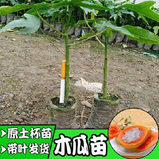 灵山县红心木瓜苗，带营养杯发货包邮，当年种植挂果 ，产量高