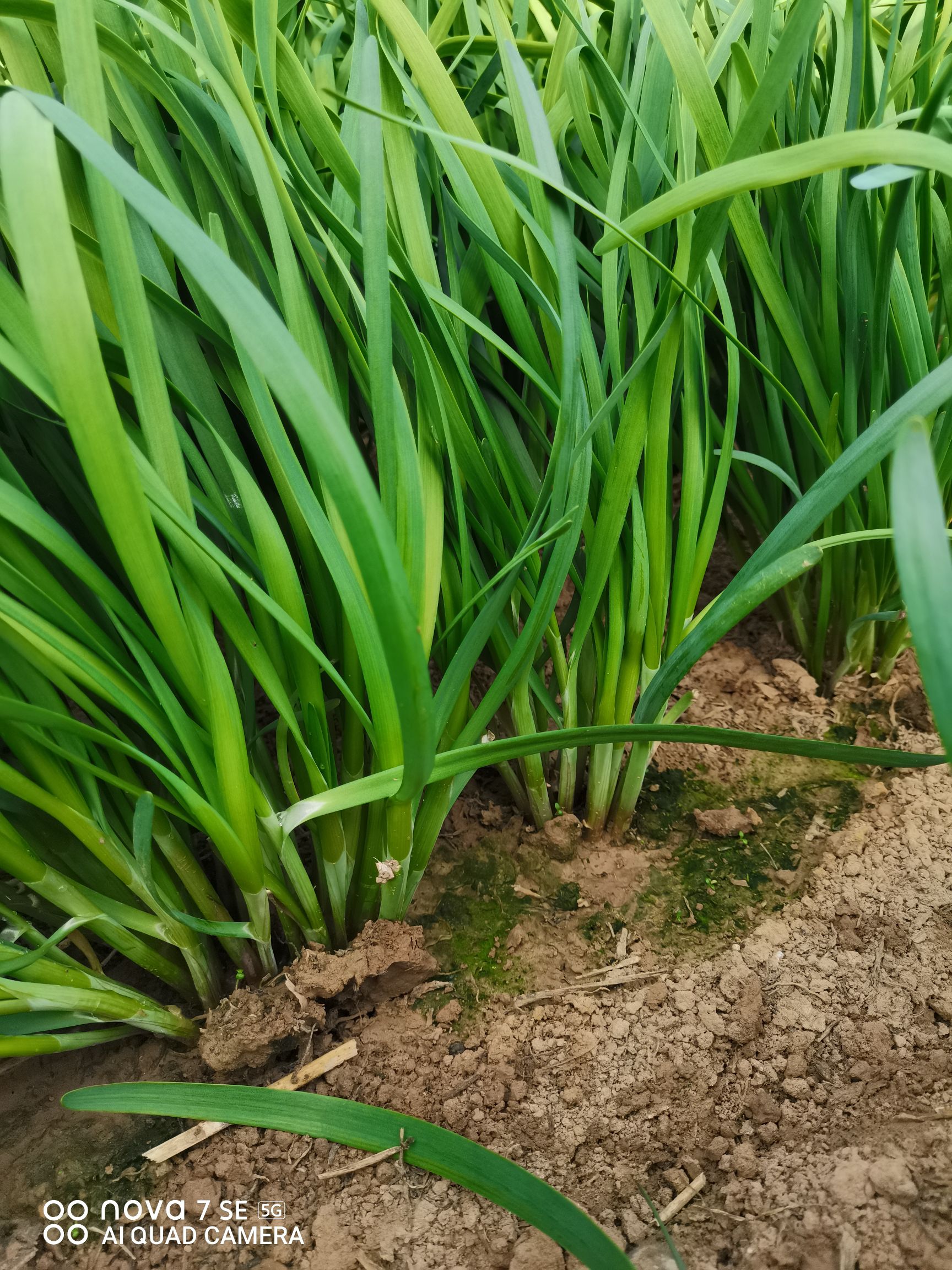 大叶韭菜 精品韭菜,商超首选,产地直供.