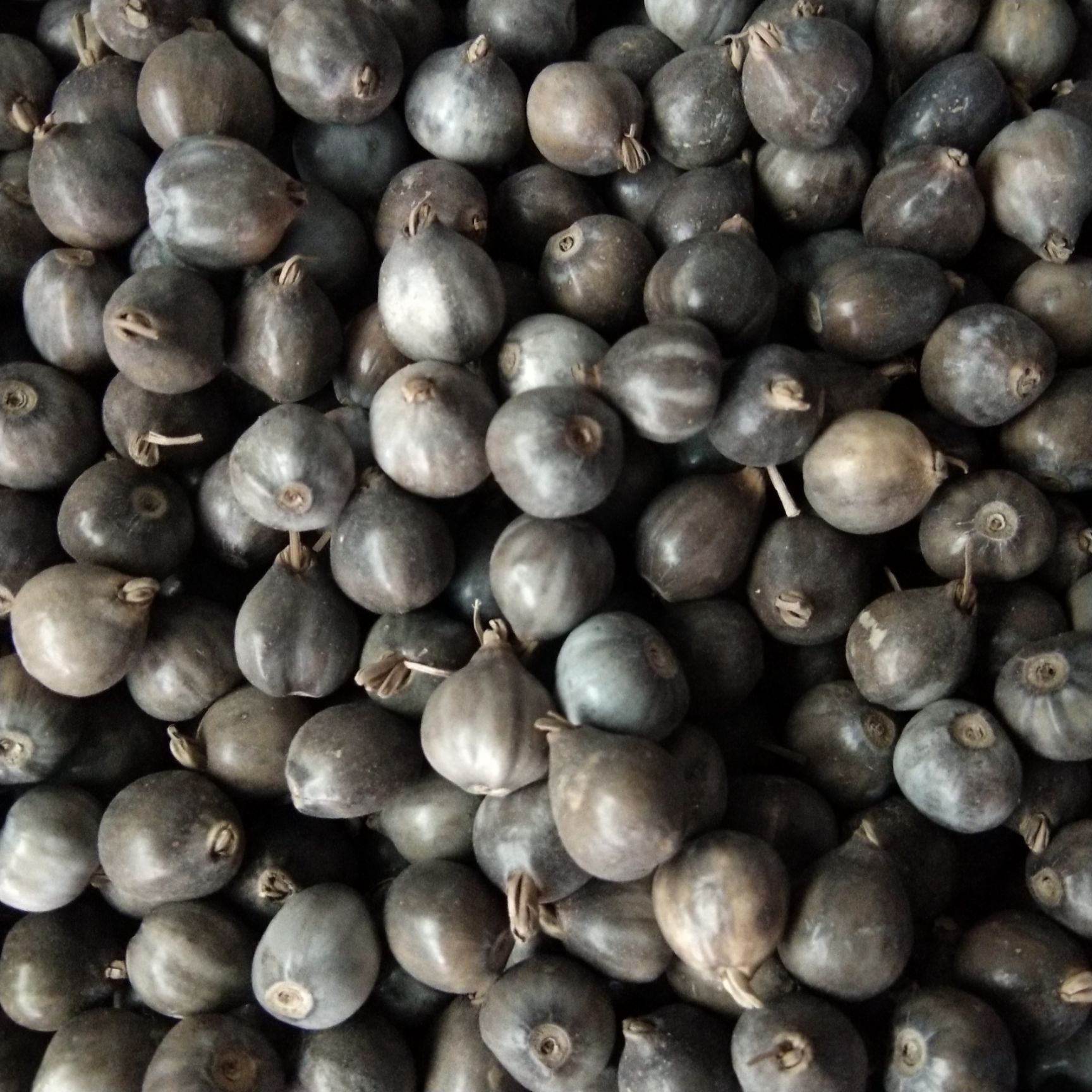 供应大粒草珠子，种植用，穿门帘，做手串，佛珠用，