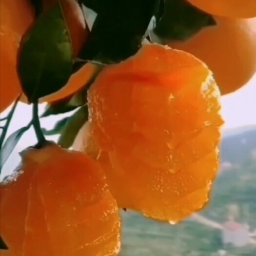 秭归县九月红脐橙 【精选优果】朝阳山头，有机种植，果子均匀，个大味美，皮薄肉多