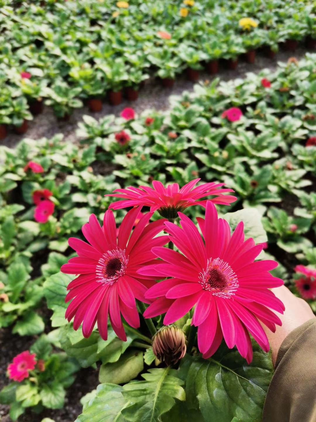 非洲菊大量出货，每年十月一到五一都有货
