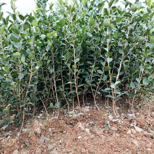 丰城市油茶树苗  高产嫁接油茶苗：品种齐全，量大从优。