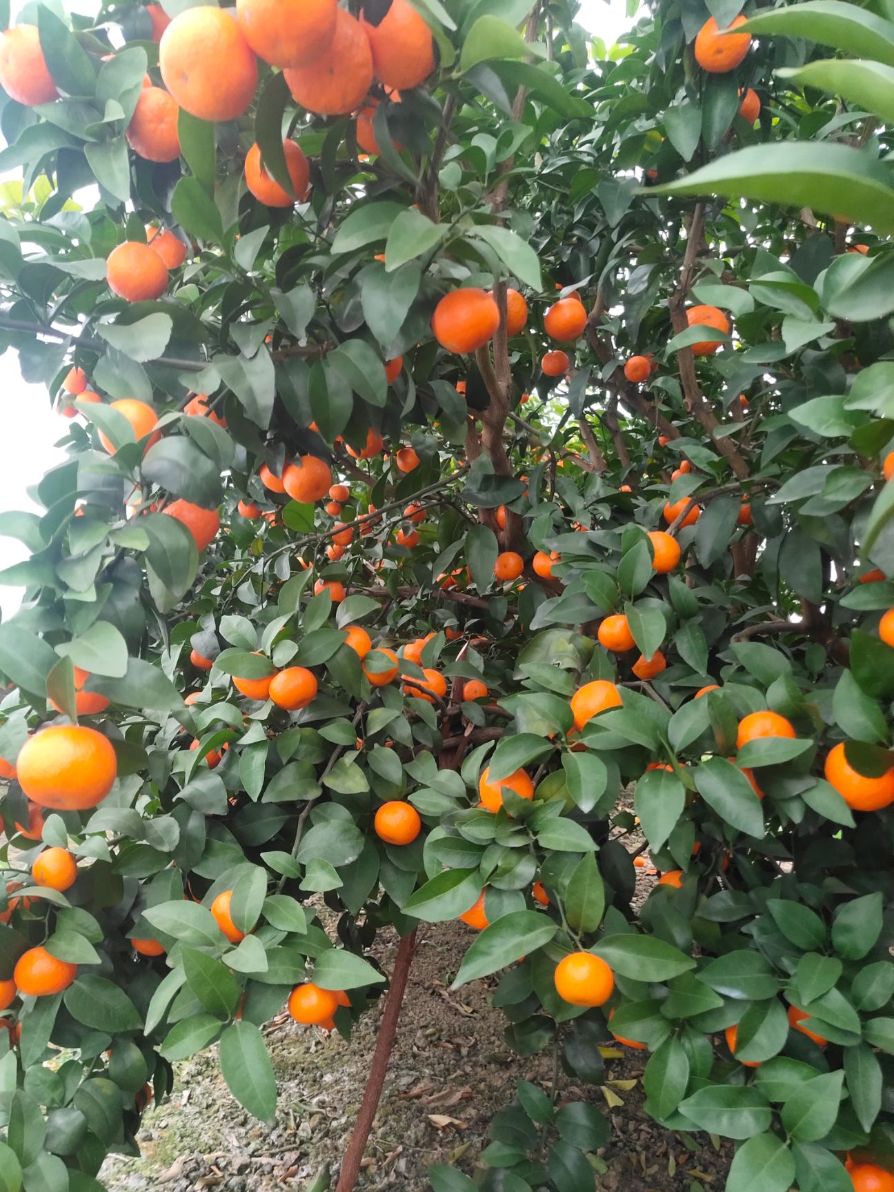 沙糖桔，果型漂亮、皮薄脆甜、化渣口感好