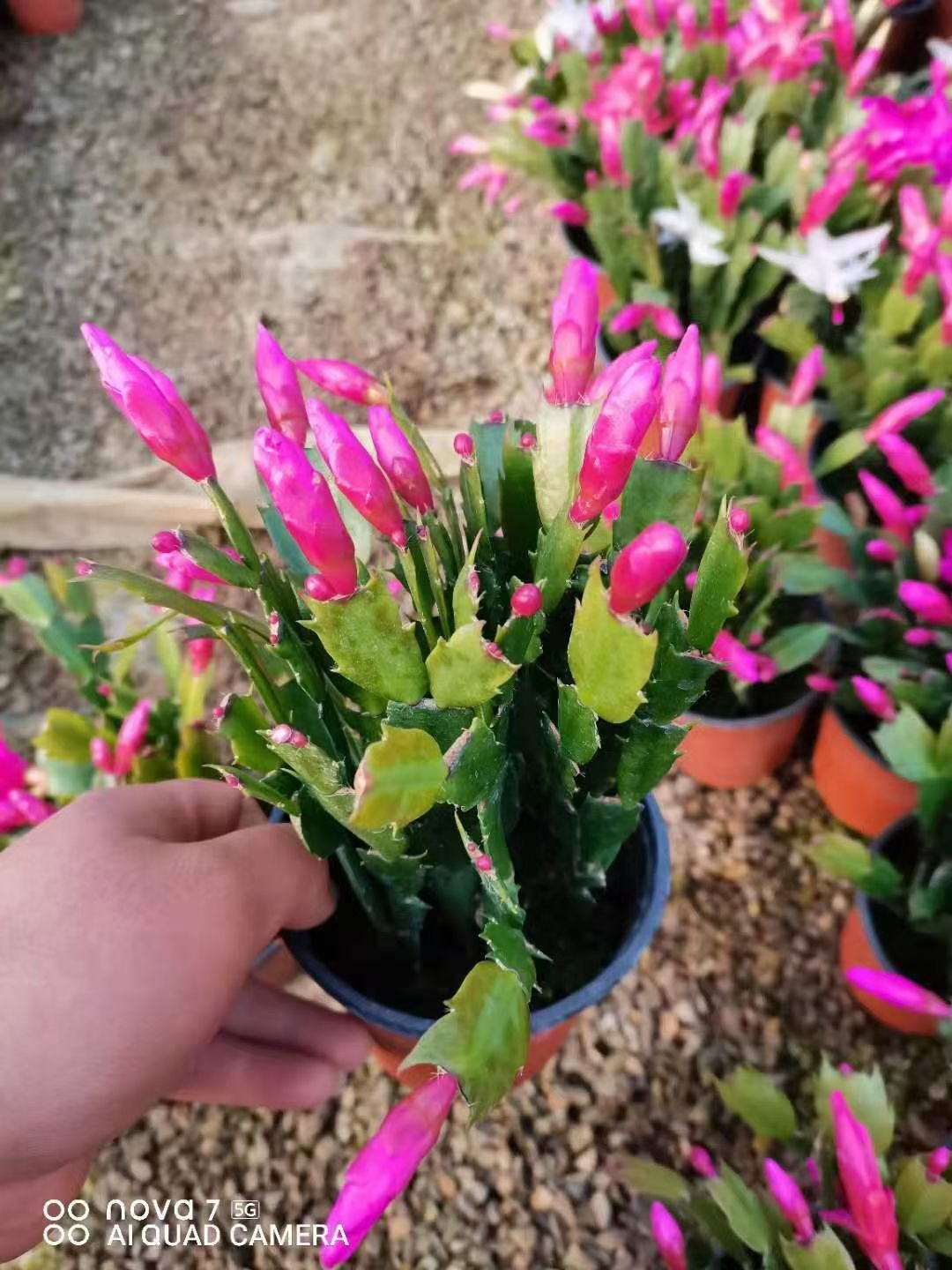 蟹爪兰基地大量供应每年十月一到春节都有货