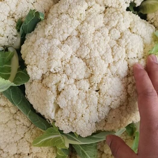 瑞安市有机青梗白面松花菜  浙江温州瑞安精品有机花菜大量上市需要联系
