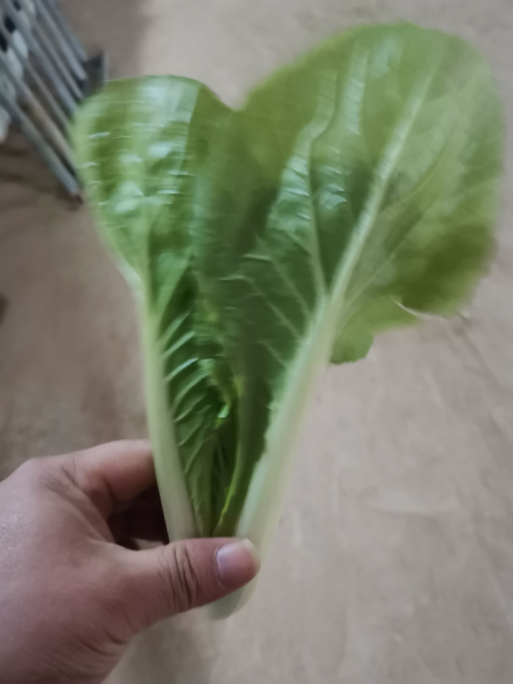 小白菜，奶白菜，，上海青