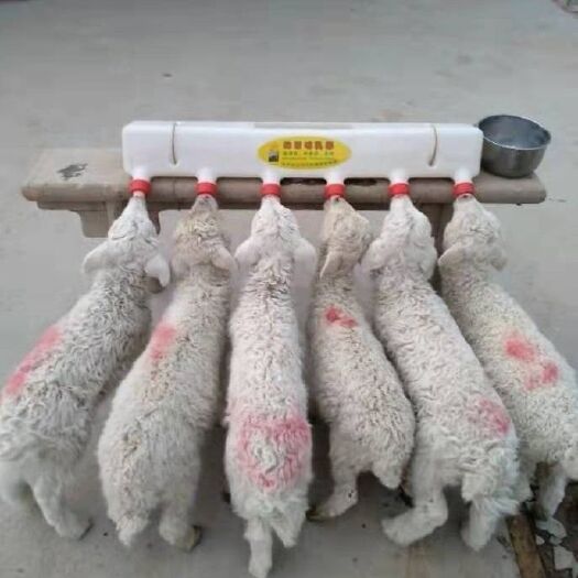 博罗县喂料机 猪仔奶壶幼崽哺乳器小羊羔奶瓶喂奶器 存奶猪场设备正品哈伟达