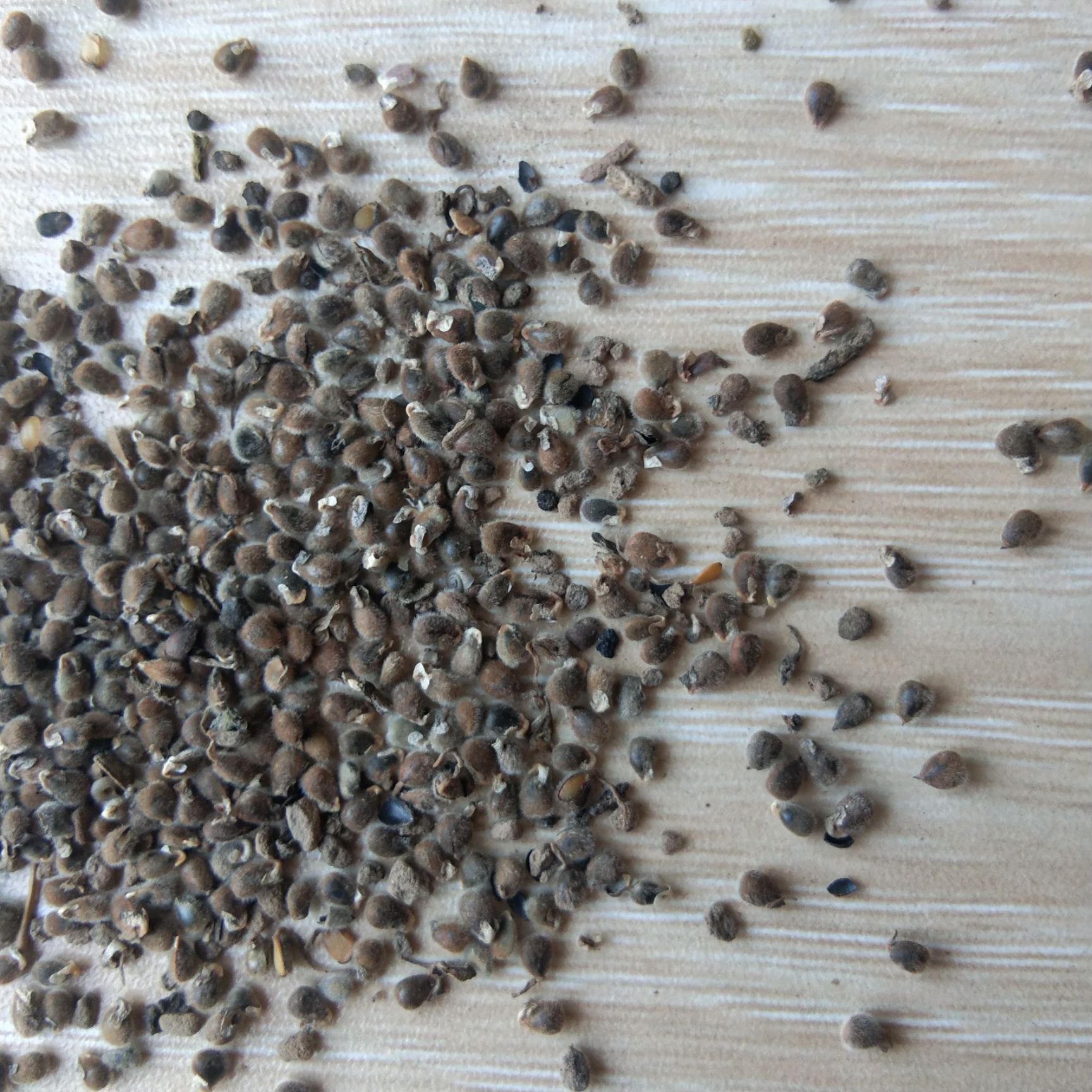 新产远志种子 远志籽 多年生 中药材种子 耐寒耐旱 芽率高