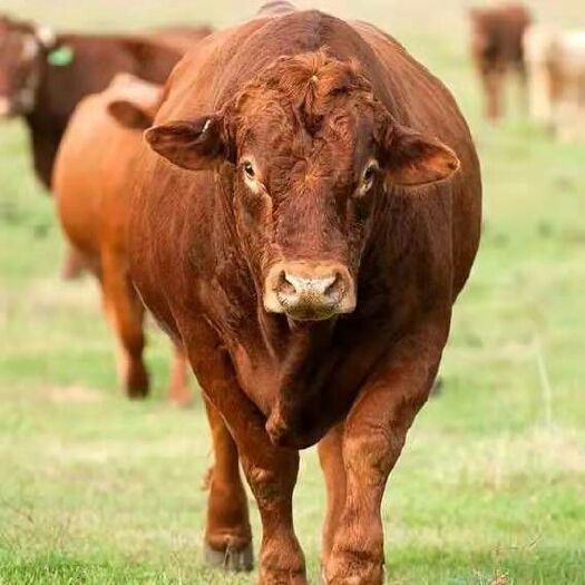 铜川黄牛  肉牛基地出售大小肉牛好品种。
