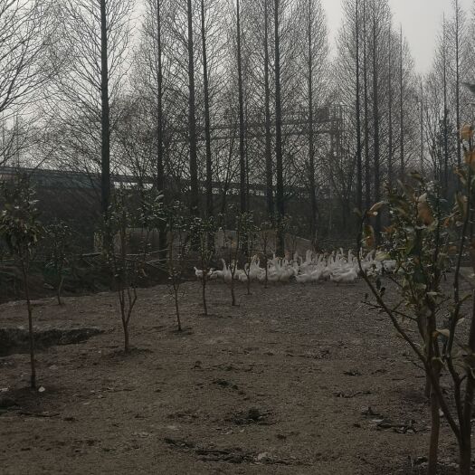 湖州白鹅 10月龄产蛋草鹅