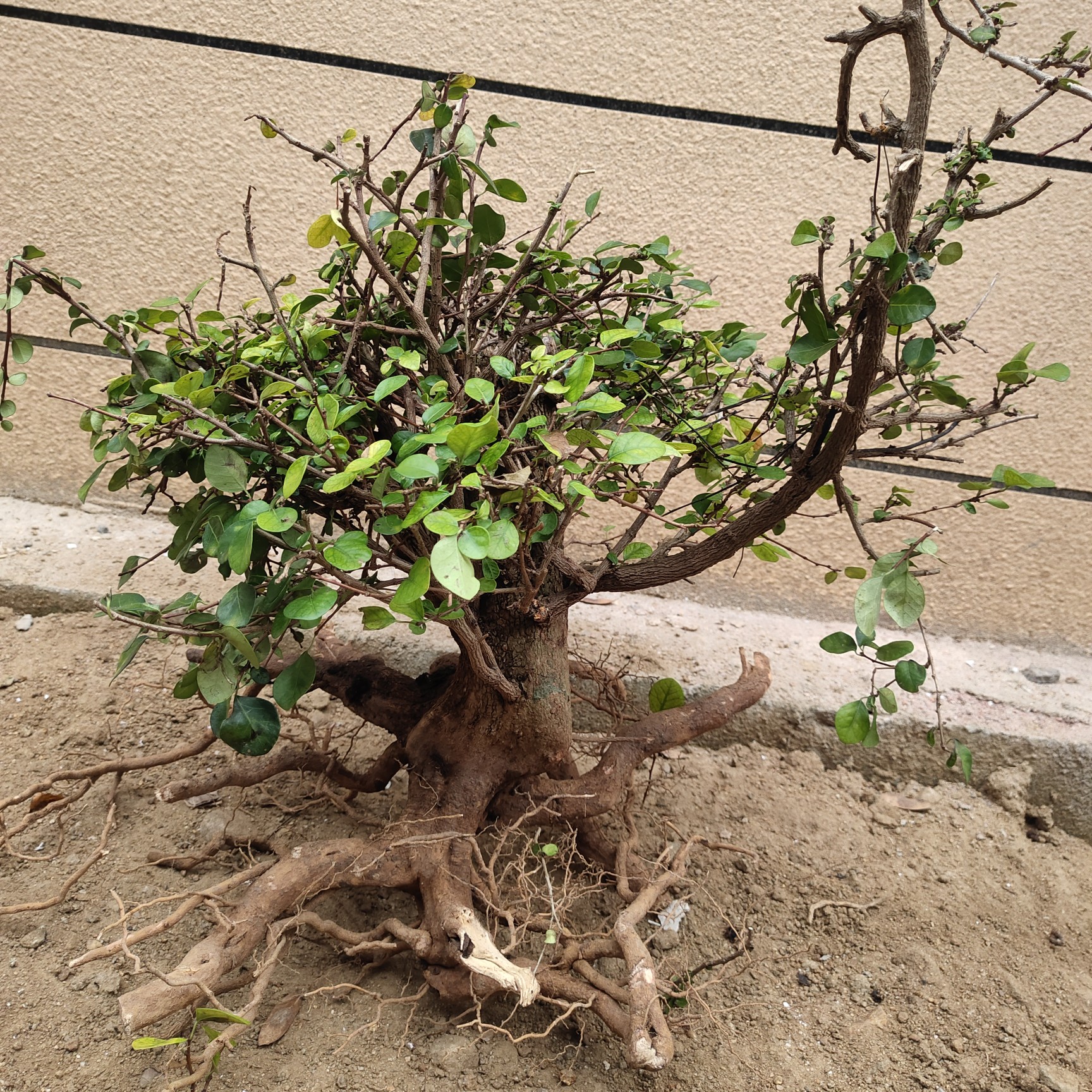 [博兰树盆栽批发]博兰树盆栽 海南博兰天然造型,价格900元/株 - 惠农