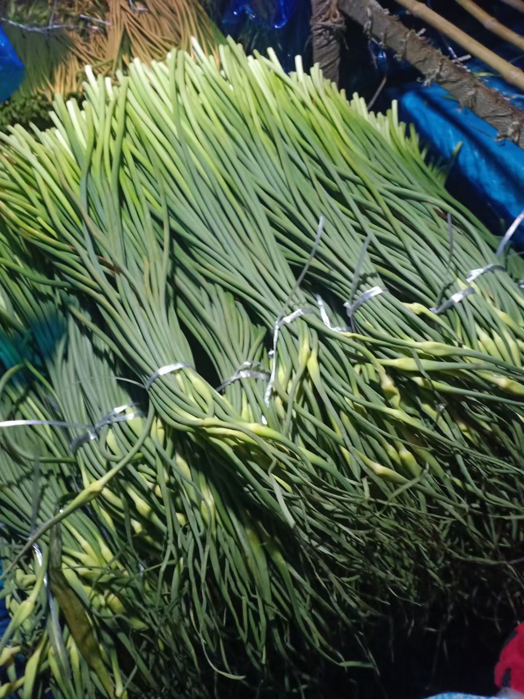 绿帽蒜苔 精品蒜苔（红帽，白帽）