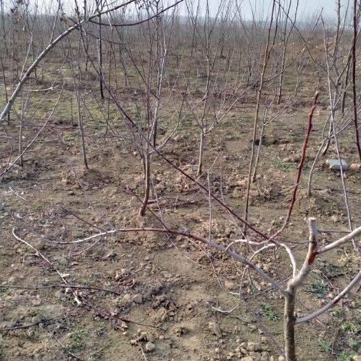 凤阳县烟富3号苹果树苗 有大量各种品种苹果苗出售