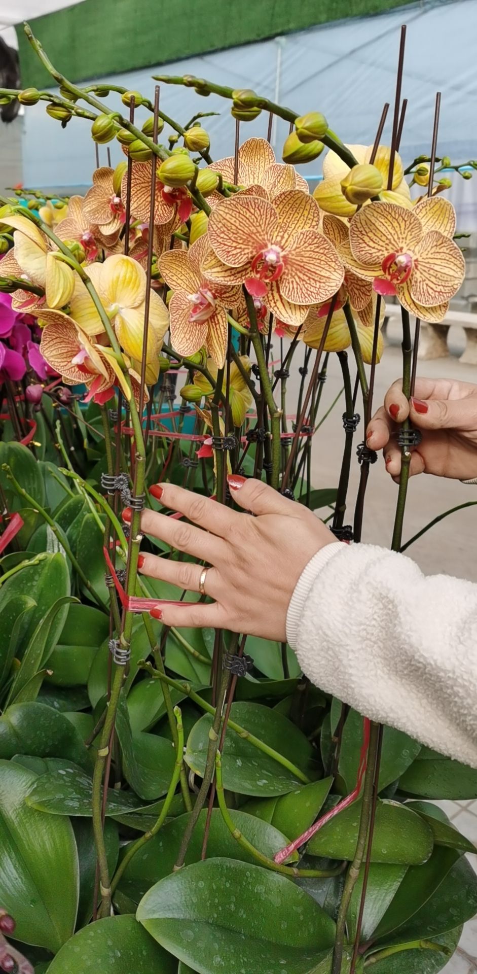 蝴蝶兰大辣椒杂花等每年春节有货