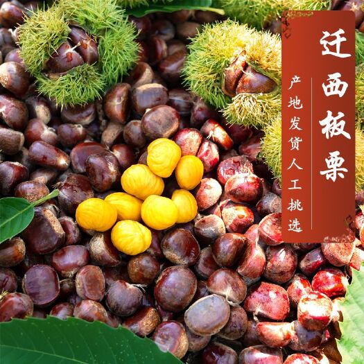 许昌迁西板栗  2021年正宗迁西油栗批发河北生鲜油栗3113精品栗子