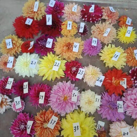 临洮县大丽花种子 