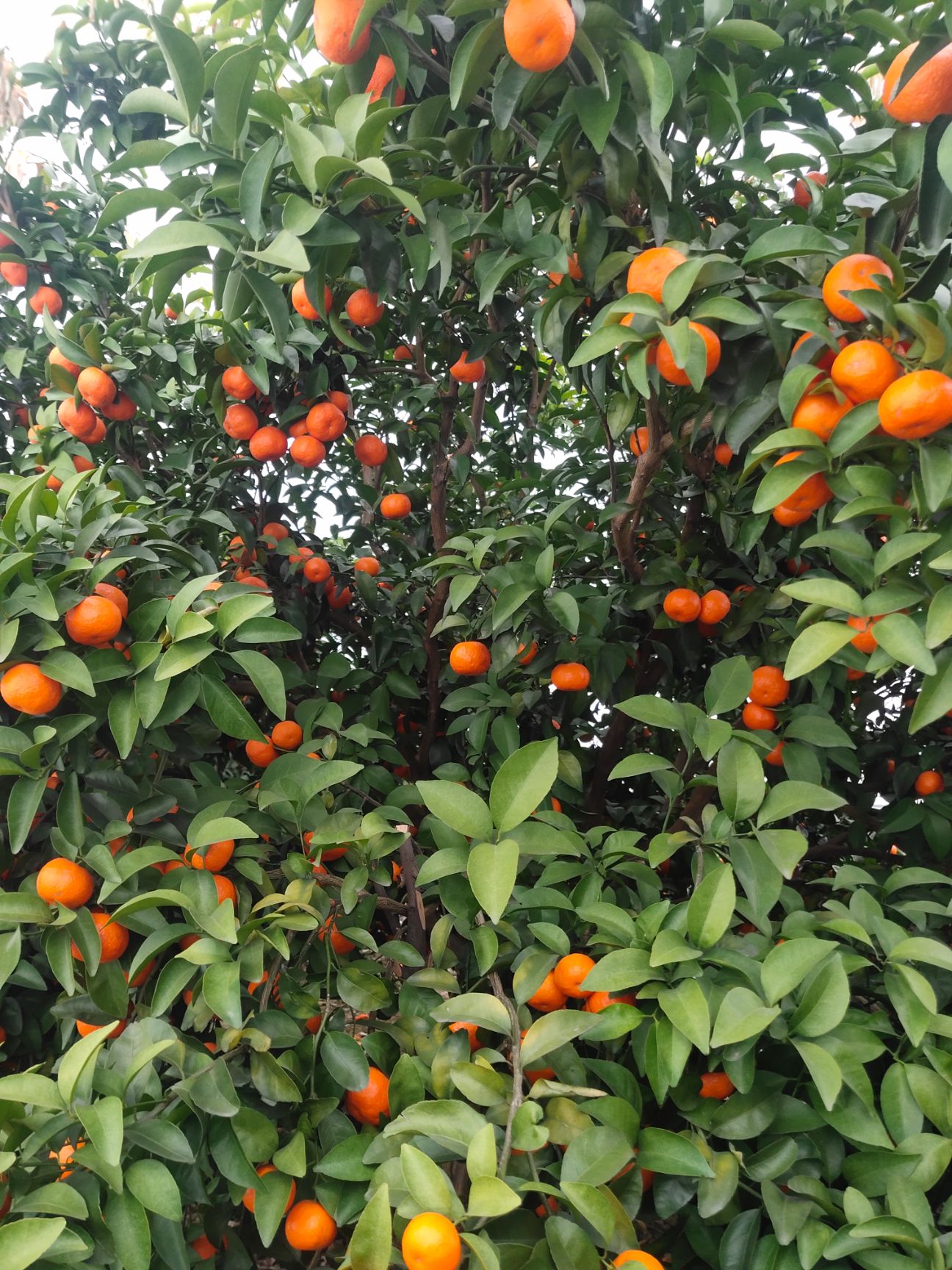 沙糖桔，果型漂亮、皮薄脆甜、化渣口感好