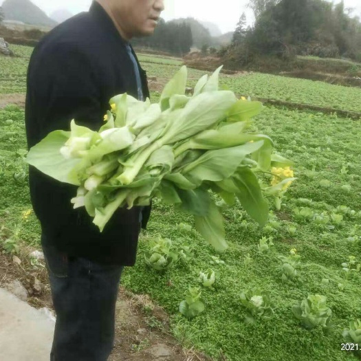 荔波县菜心