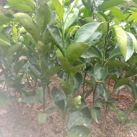 安远县赣南脐橙苗 嫁接苗 0.5米以下