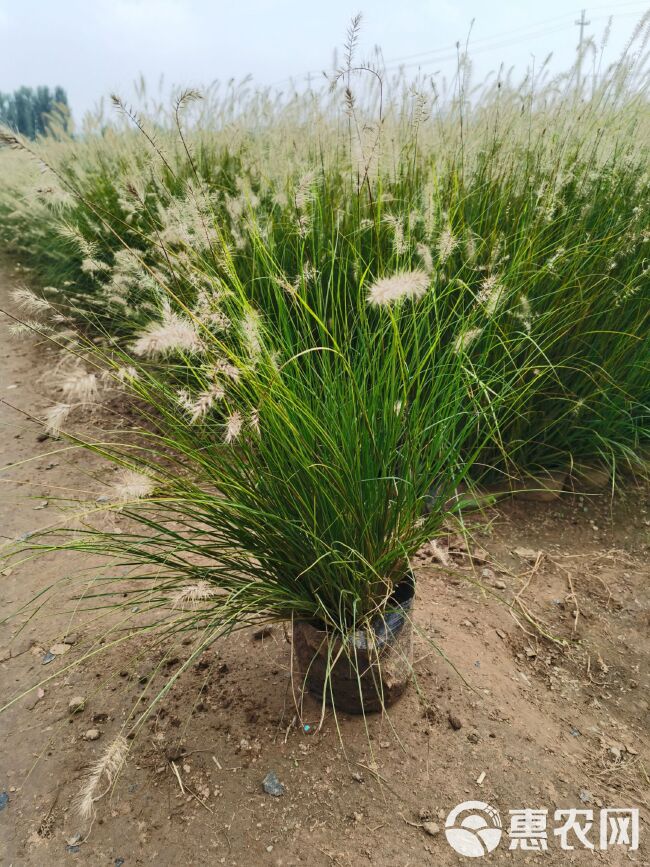 狼尾草  大杯小兔子尾草常年供应有需要的联系