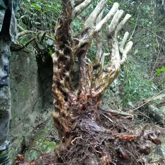榕江县高山杜鹃 1.5~2.0米 
