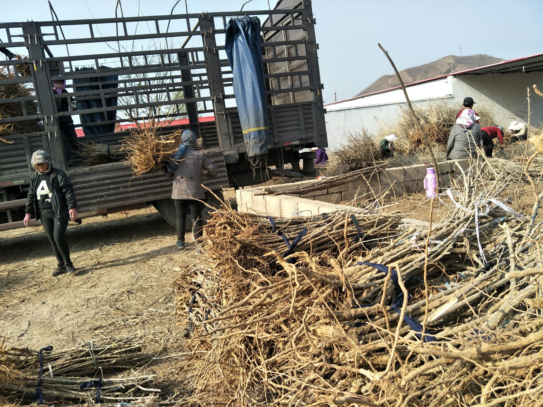 枸杞苗批发 南北方都可以种植当年结果 盆栽地栽枸杞苗