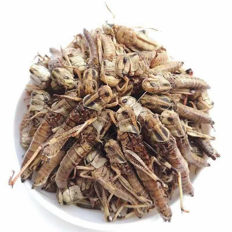 蝗虫  蚂蚱/去翅满籽纯母蚂蚱