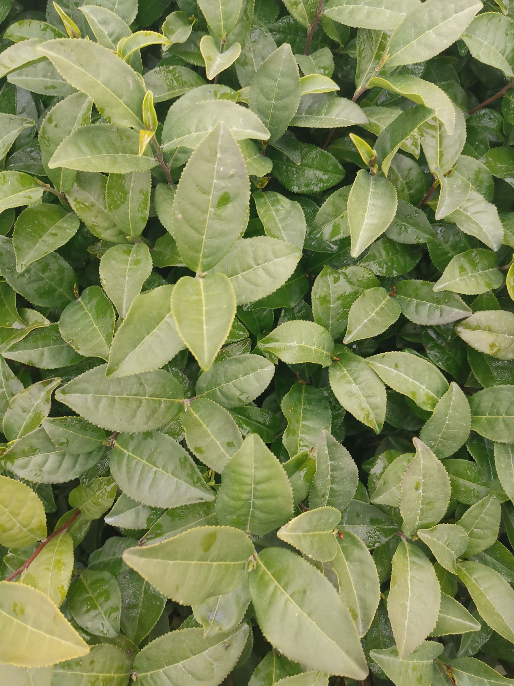 大叶种茶树苗  金萱茶树苗台茶 一年生 福建乌龙茶苗批发