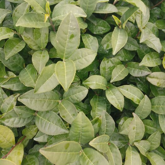 大叶种茶树苗  金萱茶树苗台茶 一年生 福建乌龙茶苗批发