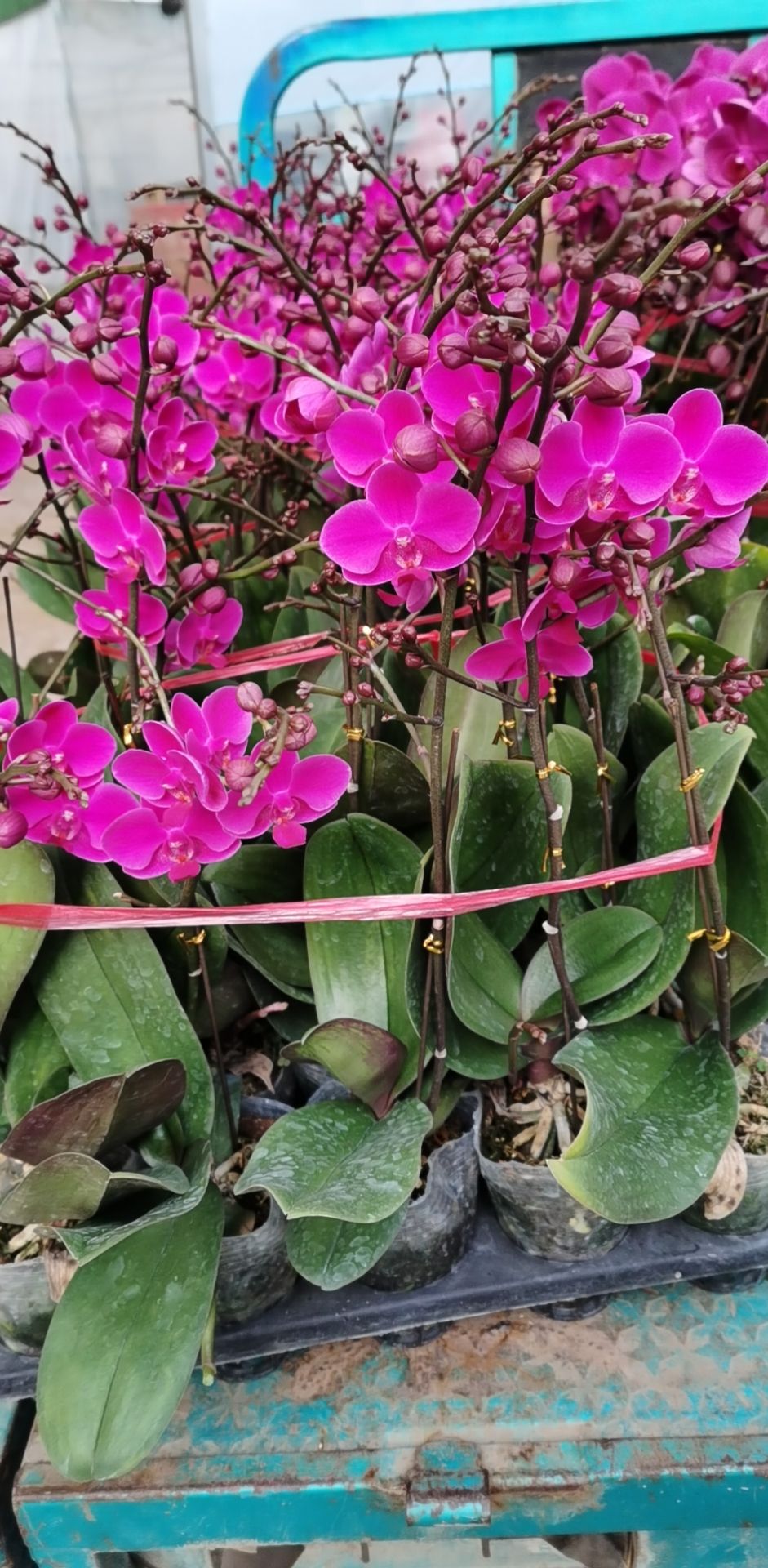 蝴蝶兰大辣椒杂花等每年春节有货