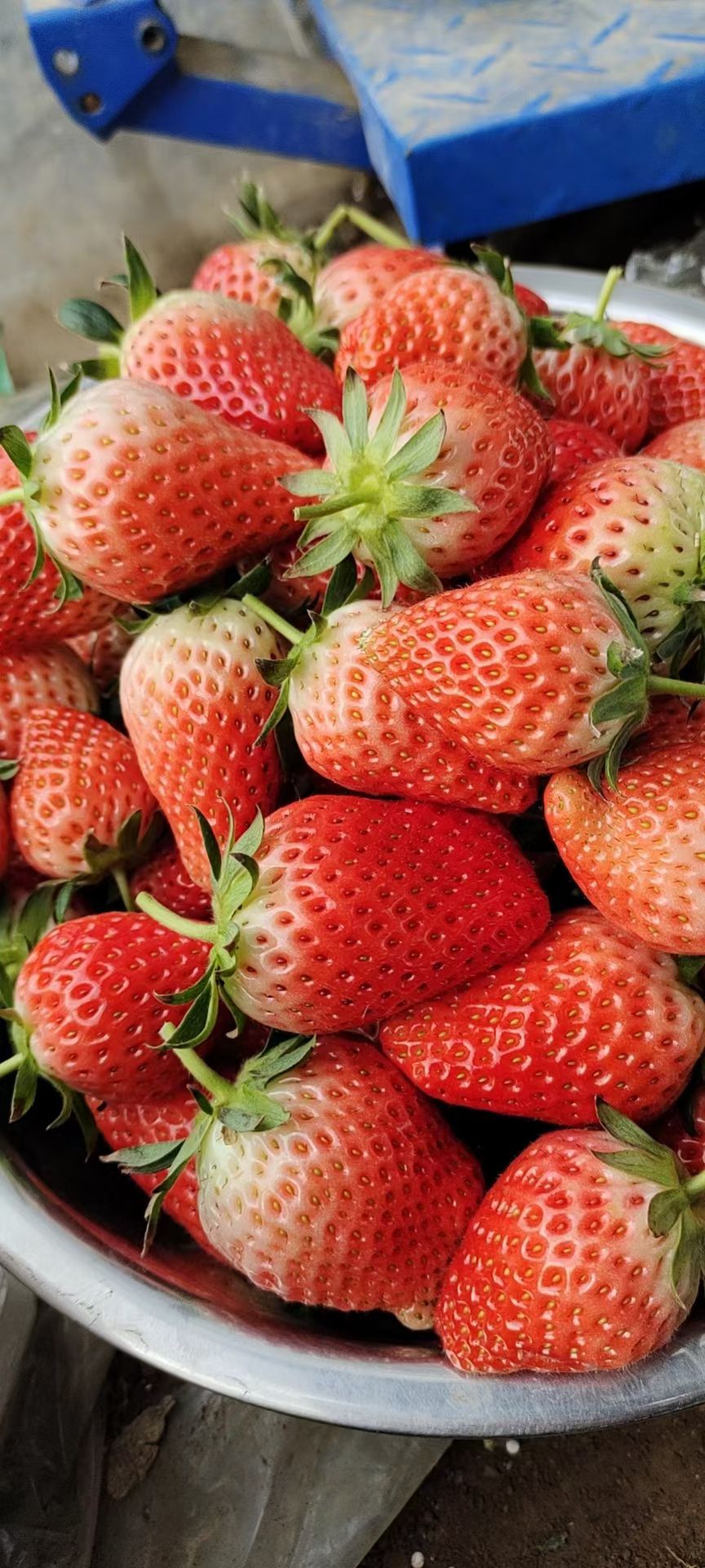 白雪草莓 草莓代办欢迎您的加入