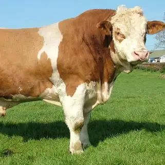 大型肉牛合作社售西门塔尔肉牛