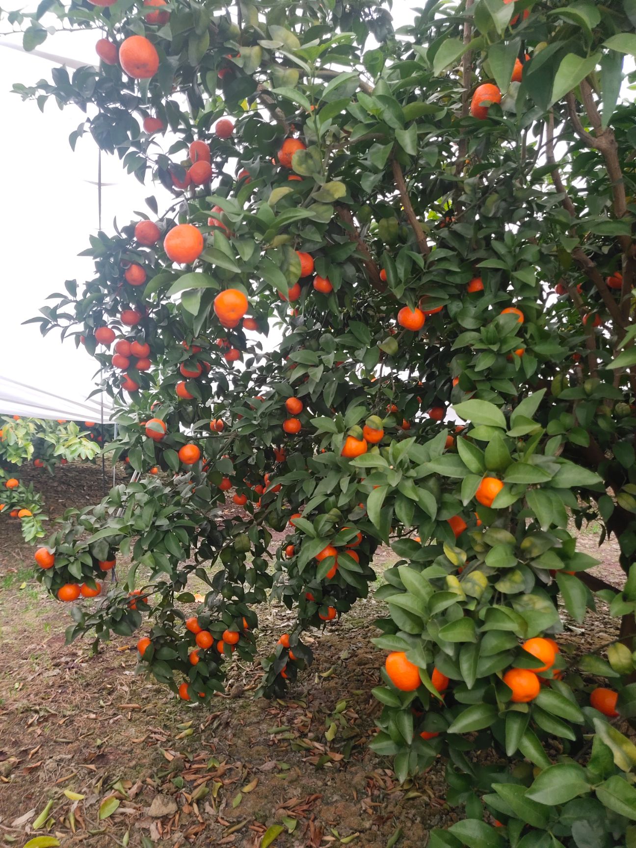 沙糖桔，果型漂亮、皮薄脆甜、化渣口感好