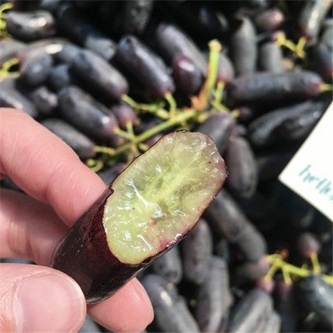 平邑县蓝宝石葡萄苗  蓝宝石葡萄果树苗葡萄树苗特大爬藤盆栽南北四季种植当年结果