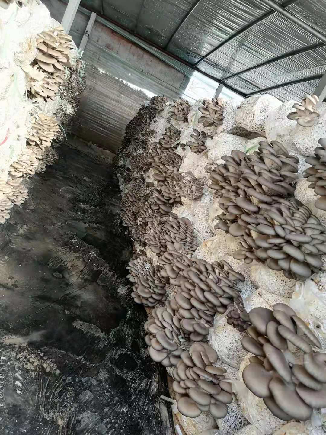  鲜平菇，无杂质，