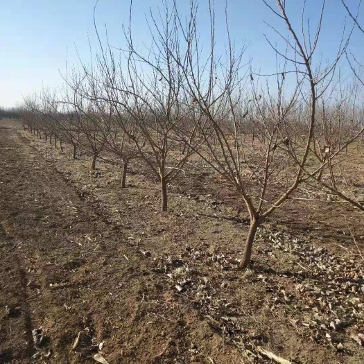 泊头市黑珍珠桑树苗 出售黑珍珠嫁接桑树苗野生桑葚苗价格优