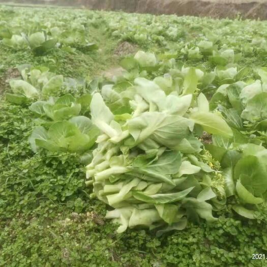 荔波县红菜苔