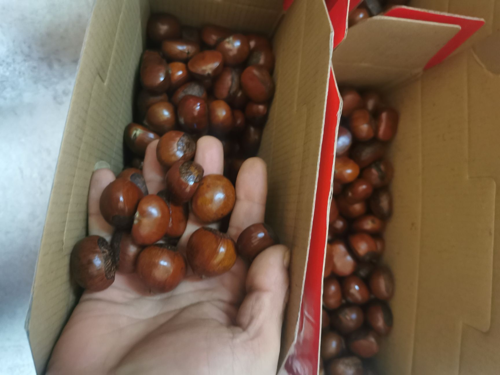 遷西板栗  ，熟板栗。糖炒，干煲