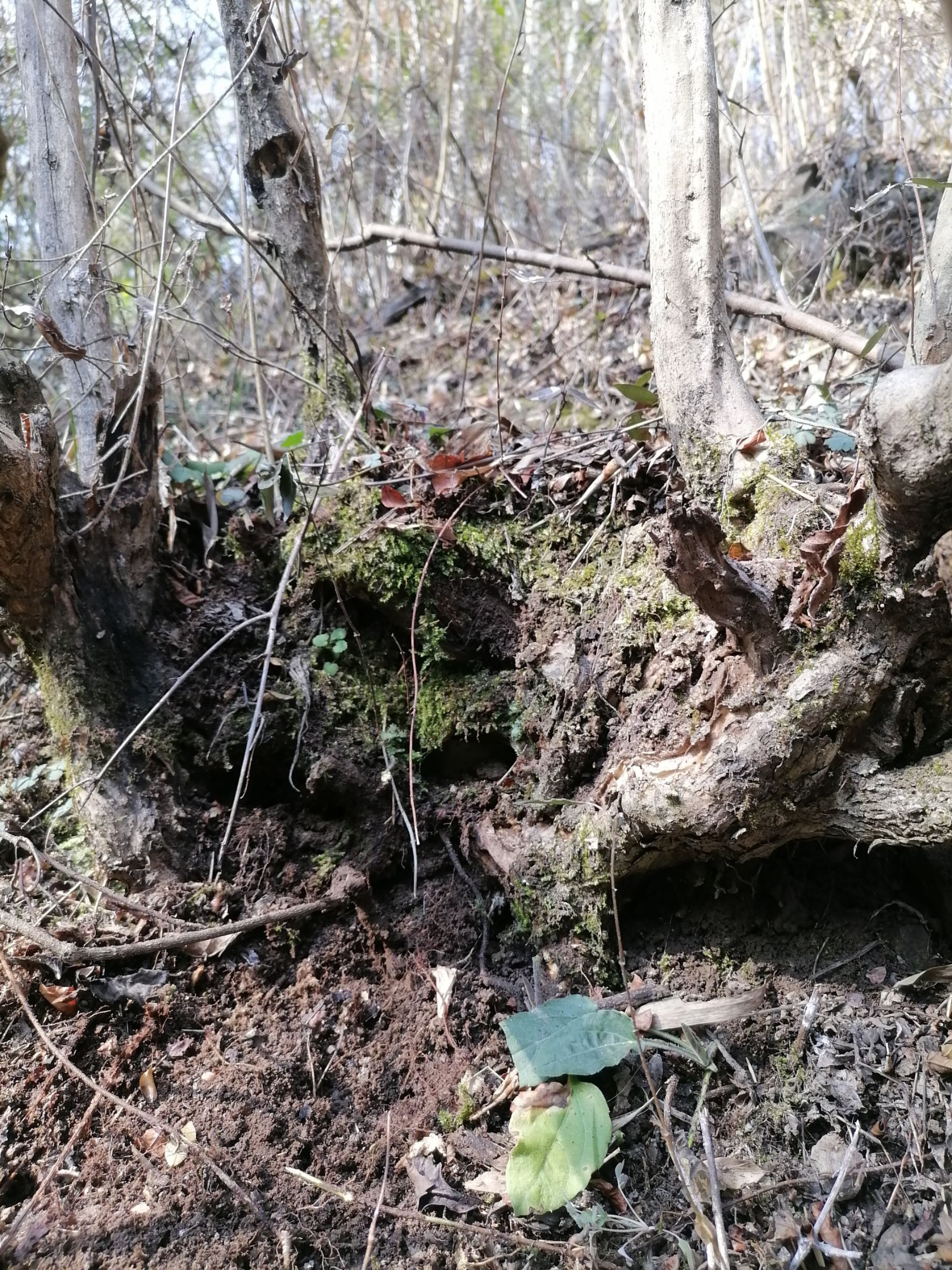 黄荆桩 