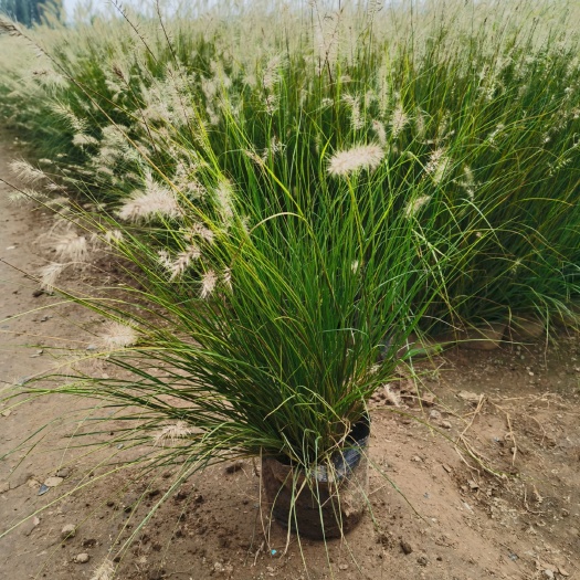 青州市狼尾草  大杯小兔子尾草常年供应有需要的联系
