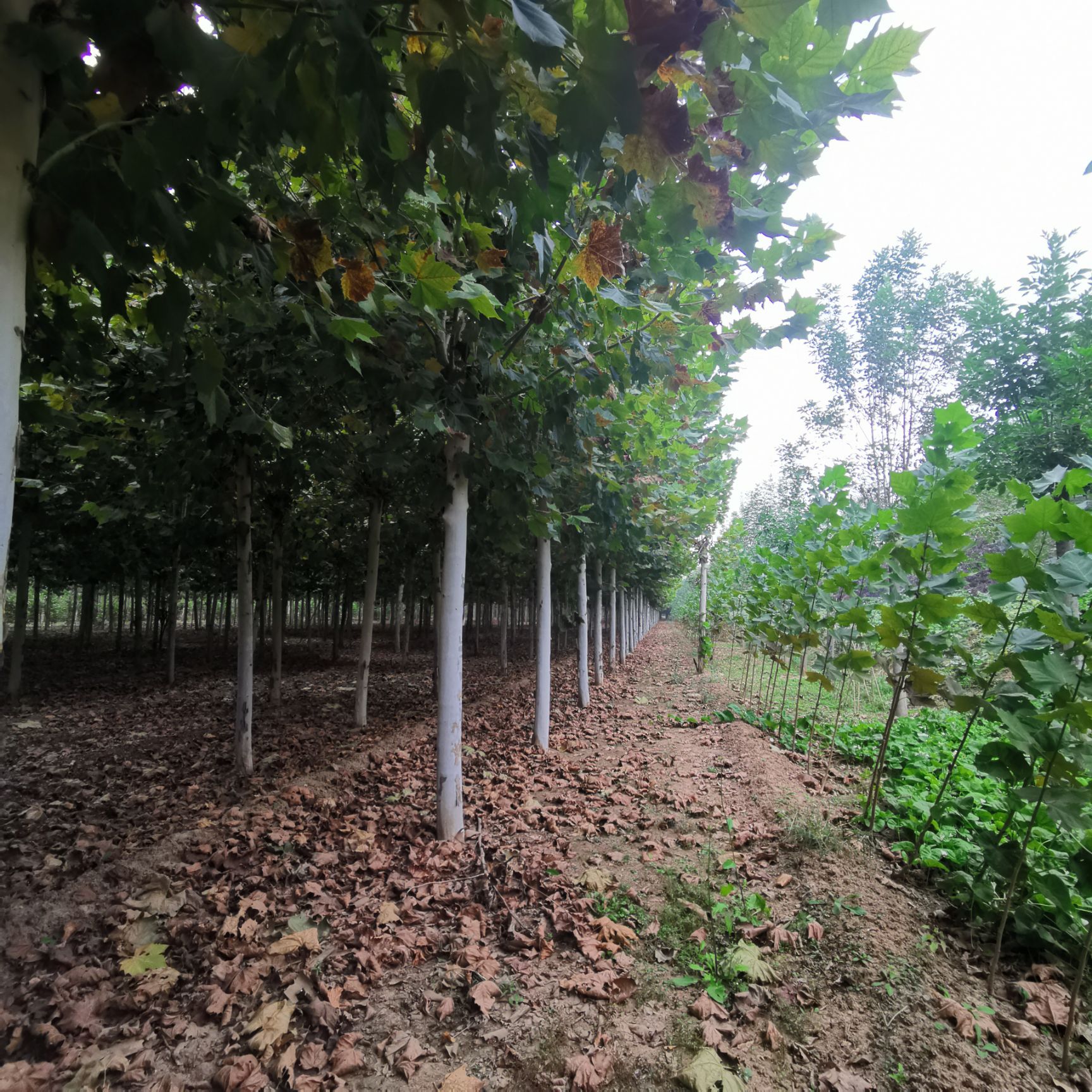 法国梧桐  法桐精品法桐