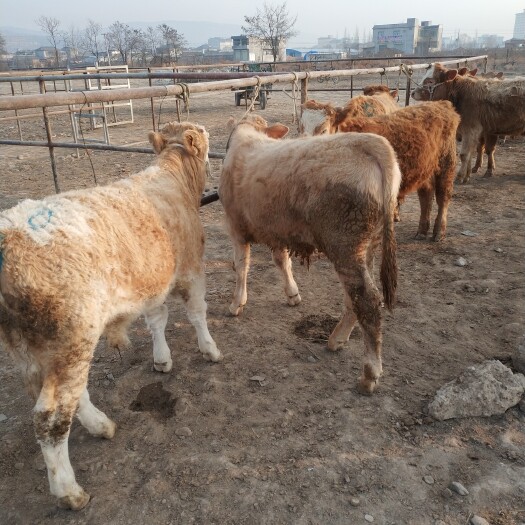 礼县肉牛 育肥小公牛，繁殖母牛，西门塔尔，夏洛莱，秦川等品种。