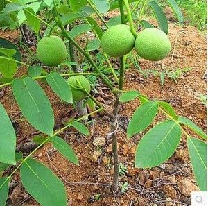 泰安8518核桃苗