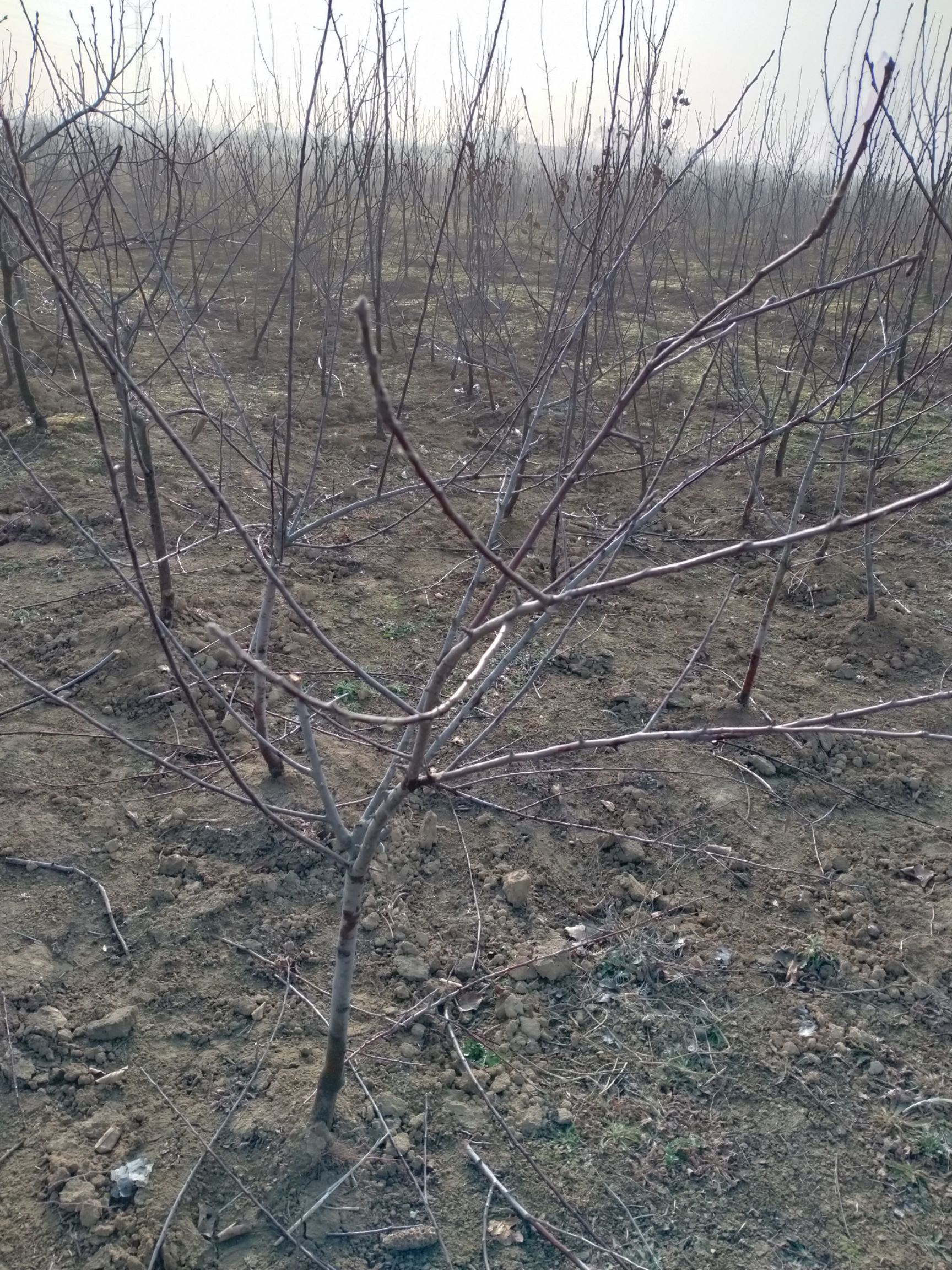 烟富3号苹果树苗 有大量各种品种苹果苗出售