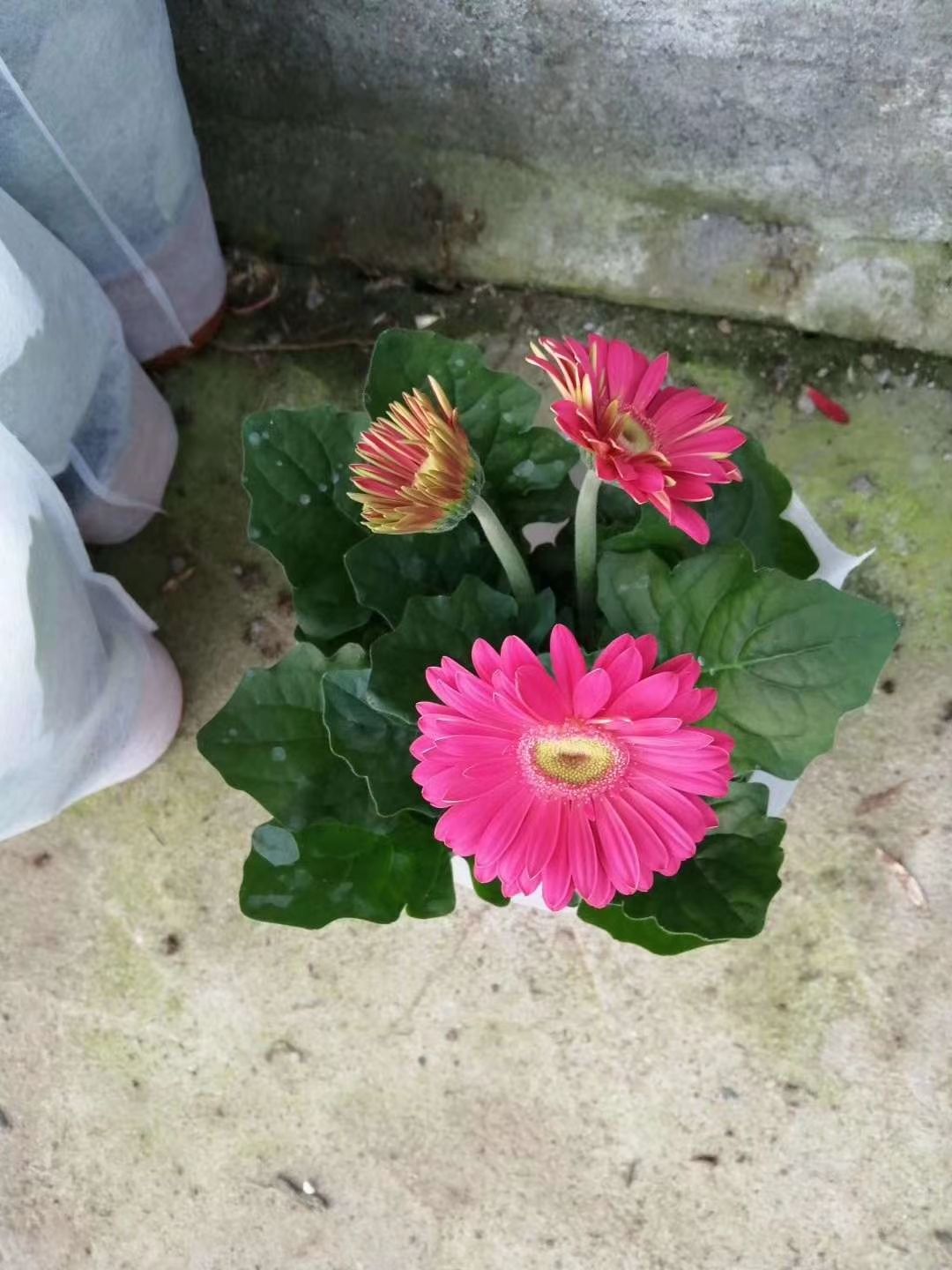 非洲菊大量出货，每年十月一到五一都有货