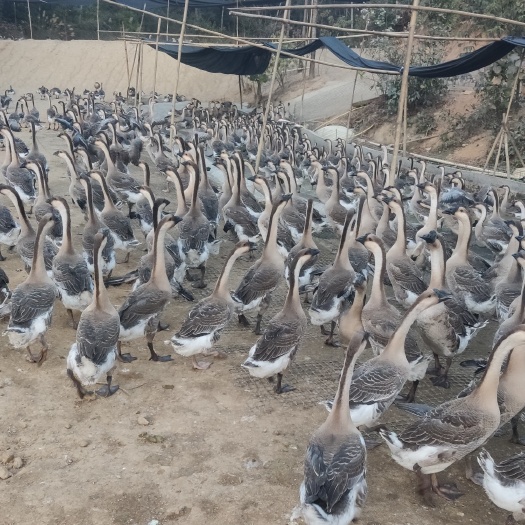阳江肉鹅 新一批70天阳江杂出售，1250只左右，平均10斤/只。