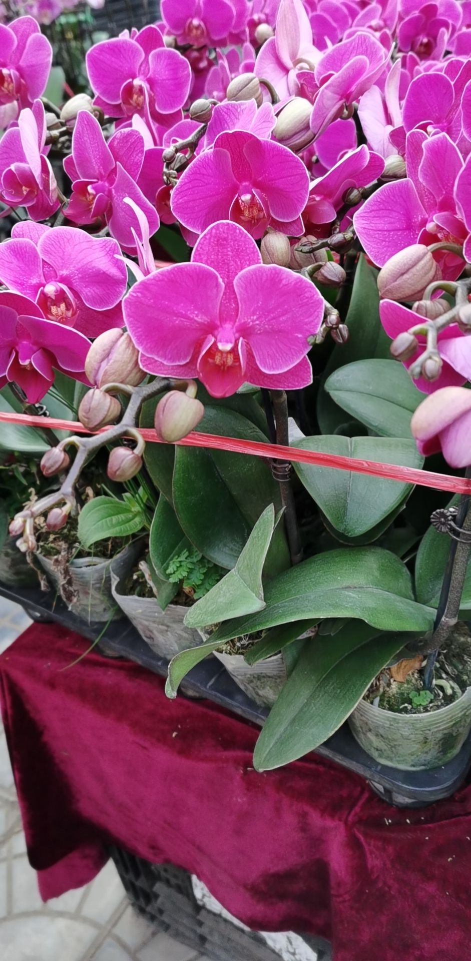 蝴蝶兰大辣椒杂花等每年春节有货